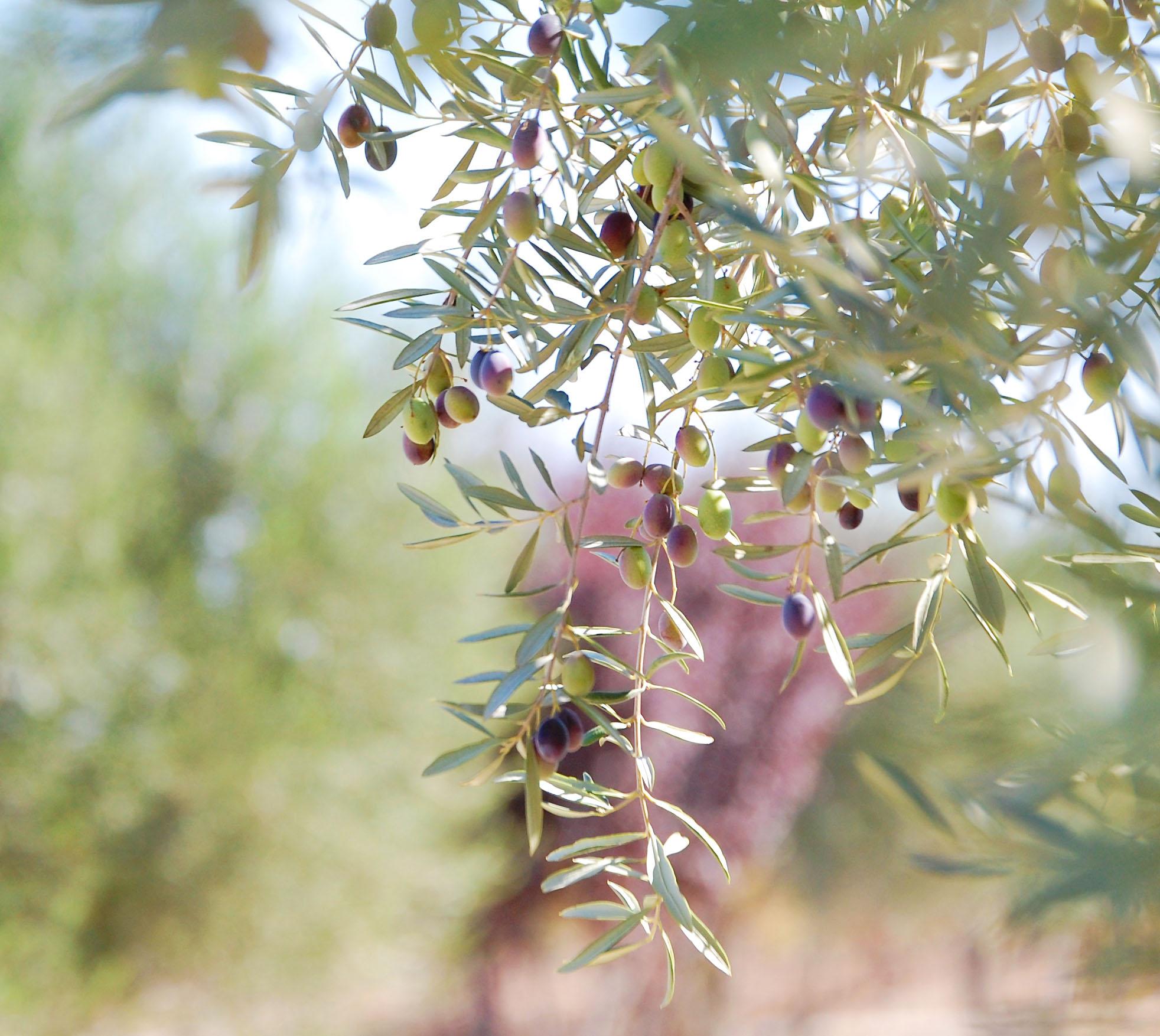 olive tree squareish