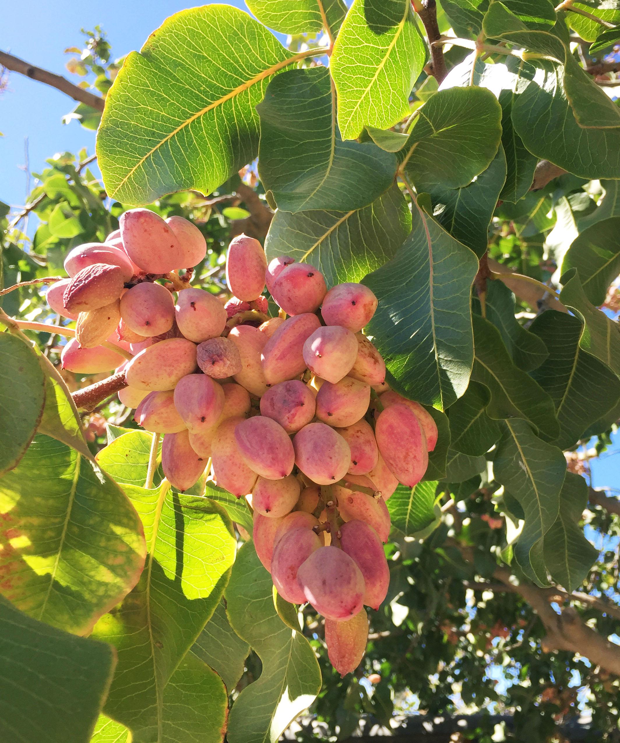 pistachio trees