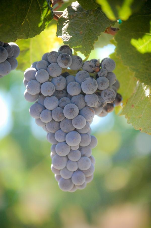Cabernet Franc 5.5 Acres