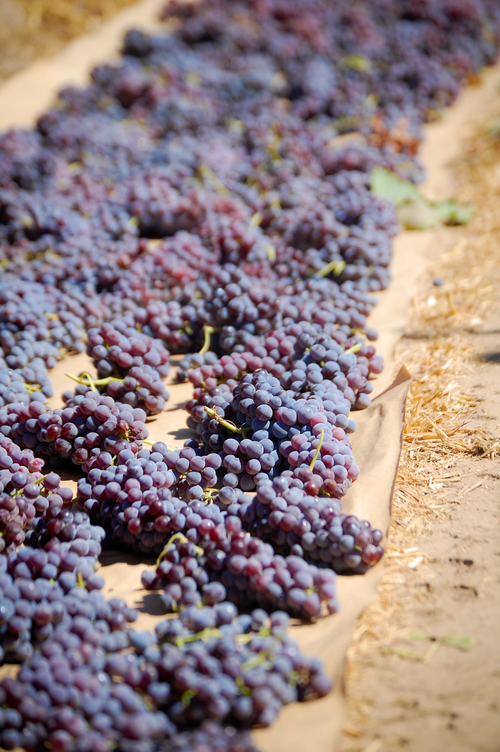 Corvina 0.3 Acres