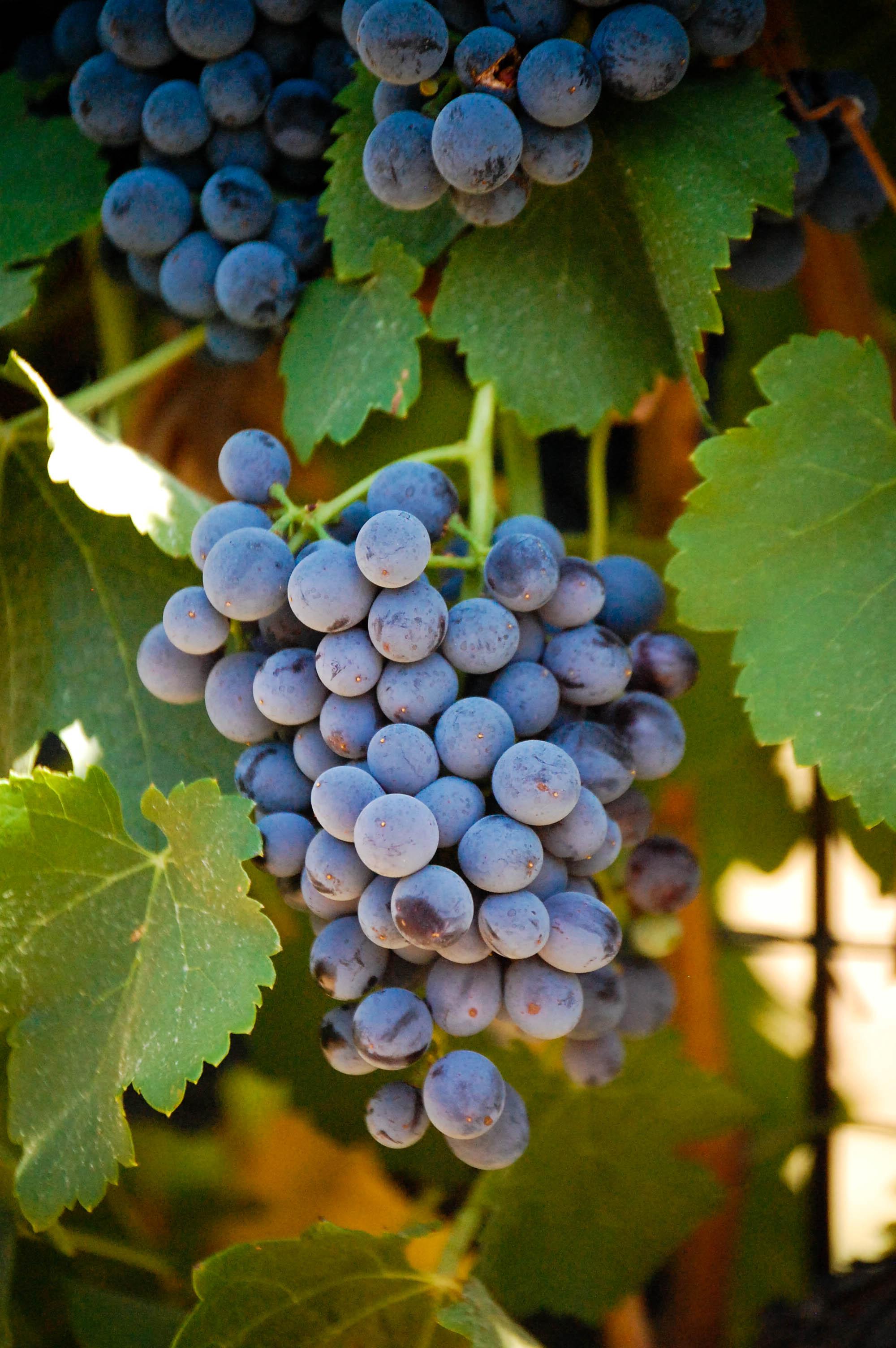 Grenache 2 Acres