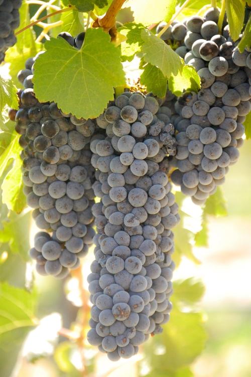 Malbec 2.5 Acres