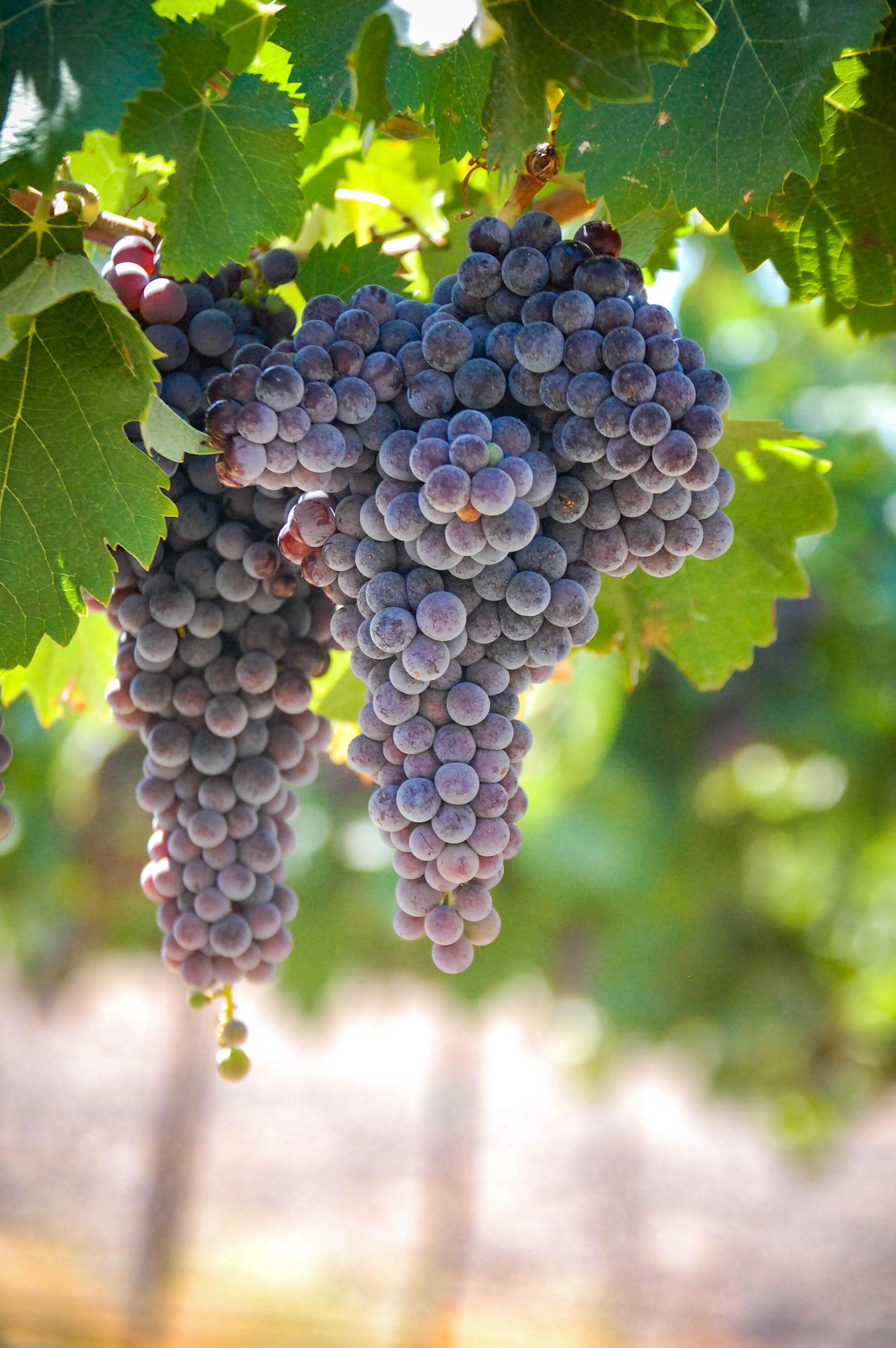 Merlot 20.5 Acres