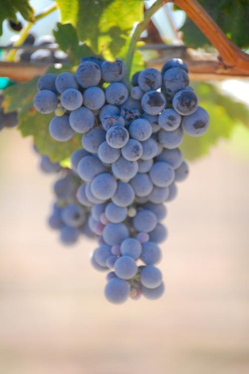 Petit Verdot 1.1 Acres