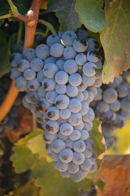 Petite Sirah 5.75 Acres