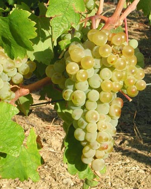 Sauvignon Blanc 3 Acres
