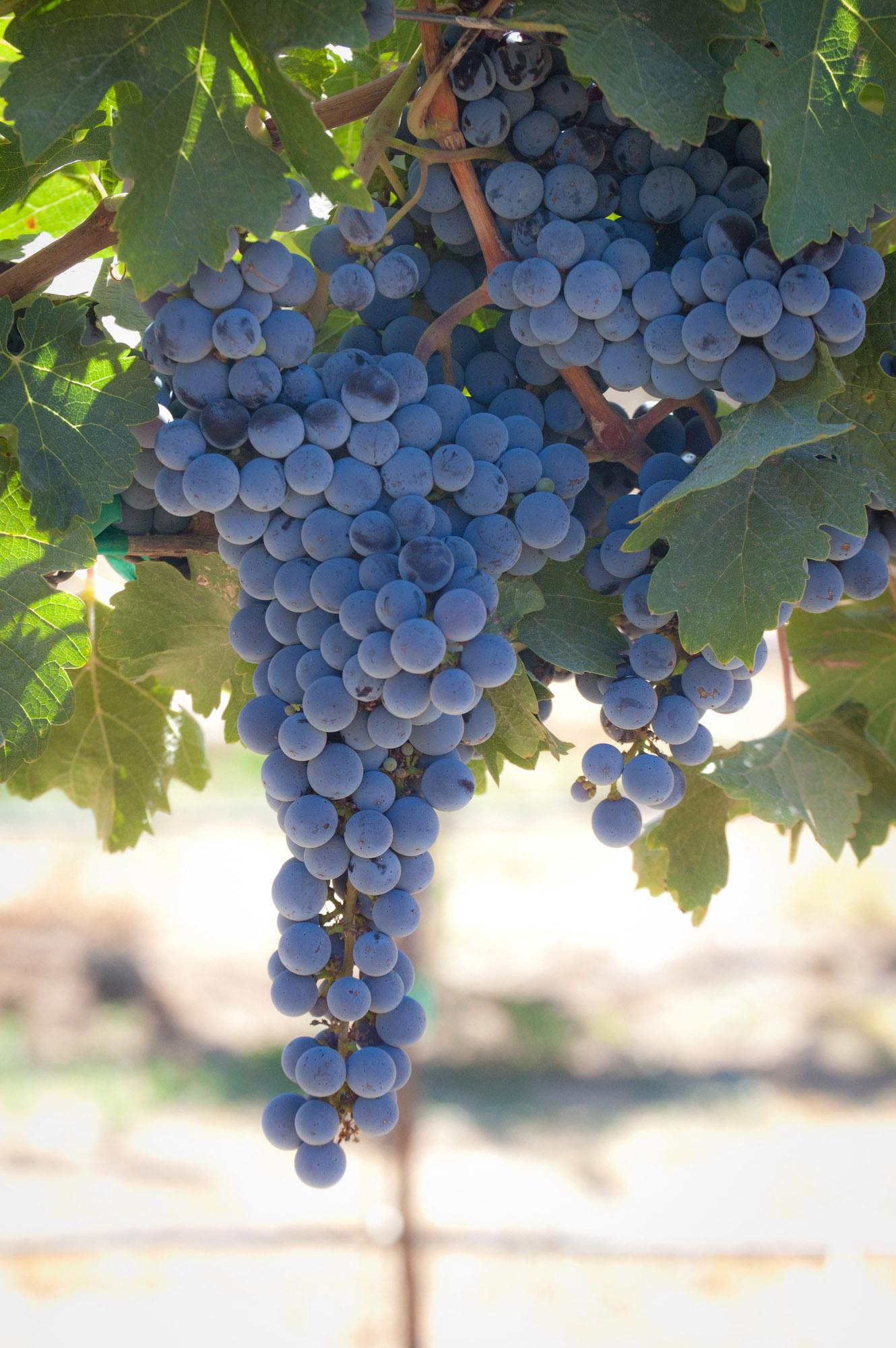 Sangiovese 2 Acres