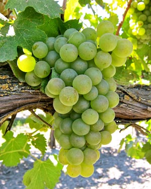 Viognier 1 Acre