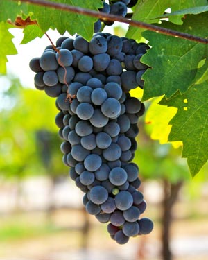 Zinfandel 7 Acres
