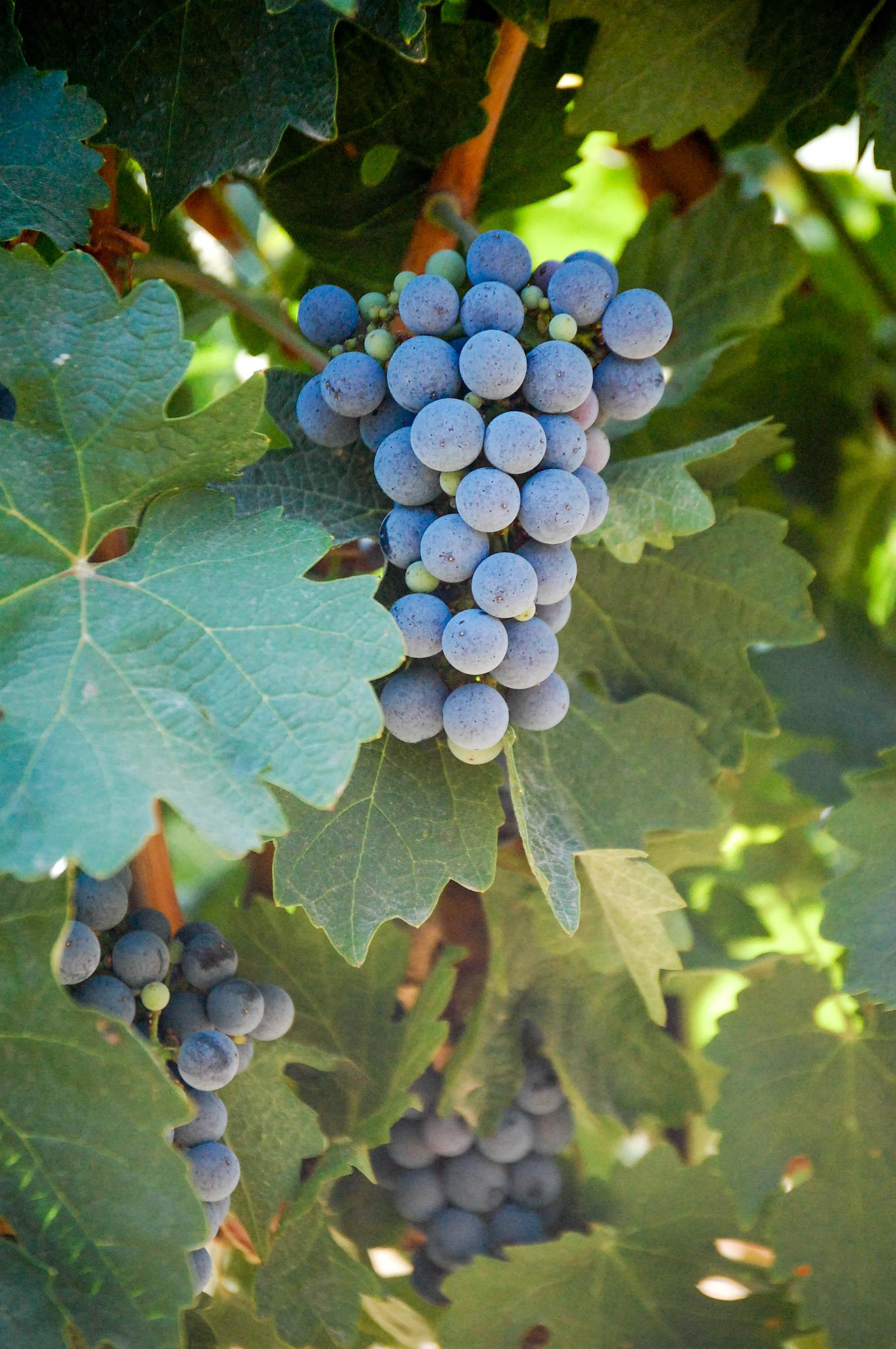 Cab. Sauvignon 14 Acres