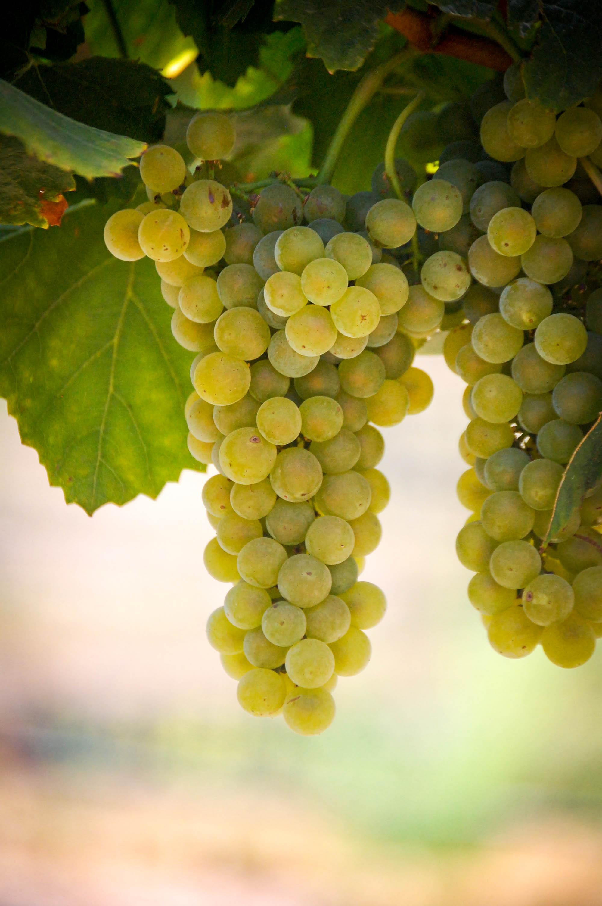Chardonnay 9.5 Acres