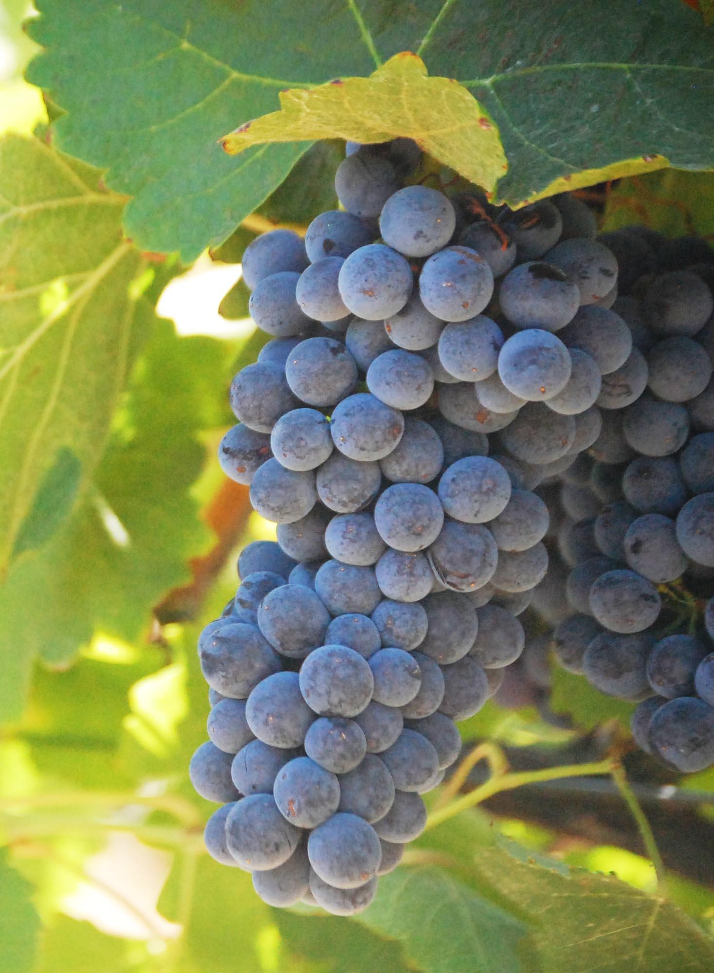 Syrah 2.5 Acres