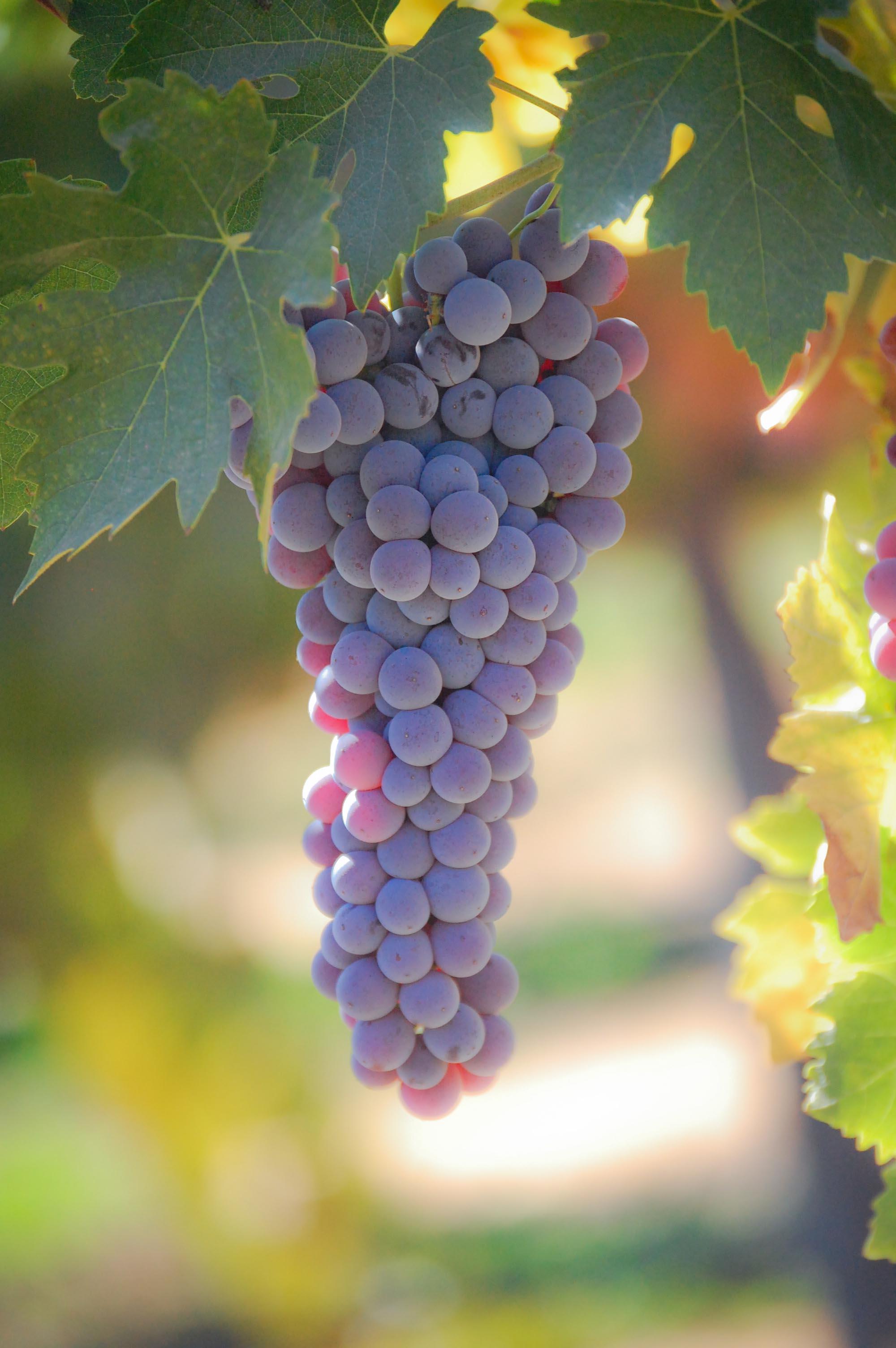 Tannat 2 Acres